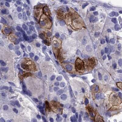 Immunohistochemistry V1b Vasopressin R/AVPR1B Antibody - BSA Free