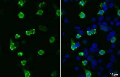 Immunocytochemistry/Immunofluorescence: V5 Epitope Tag Antibody (1071) [NBP2-43626] - V5-tag tagged protein transfected 293T cells were fixed in 4% paraformaldehyde at RT for 15 min. Green: V5 tag stained by V5 tag antibody [1071]  diluted at 1:500.Blue: Hoechst 33342 staining.