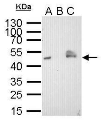 Immunoprecipitation: V5 Epitope Tag Antibody (1071) [NBP2-43626] - Analysis of 400 ug cell lysate/extract of V5-fused gene transfected 293T cells A. 30 ug lysate/extract of transfected 293T cell B. Control with 2 ug of preimmune mouse IgG C. Immunoprecipitation of V5-fused protein by 2 ug of V5 tag antibody [1071] 12% SDS-PAGE The immunoprecipitated V5-fused protein was detected by V5 tag antibody diluted at 1:1000. EasyBlot anti-mouse IgG was used as a secondary reagent.