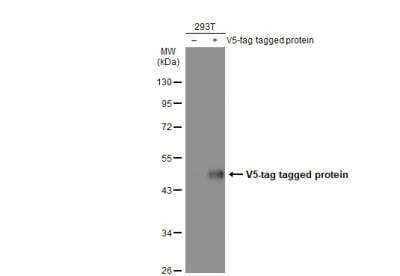 Western Blot: V5 Epitope Tag Antibody (1071) [NBP2-43626] - Non-transfected (-) and transfected (+) 293T whole cell extracts (30 ug) were separated by 10% SDS-PAGE, and the membrane was blotted with V5 tag antibody [GT1071] diluted at 1:1000. The HRP-conjugated anti-mouse IgG antibody (NBP2-19382) was used to detect the primary antibody.