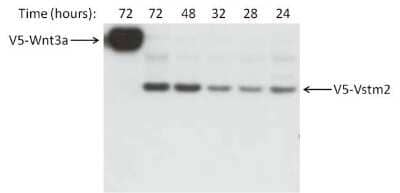 Western Blot: V5 Epitope Tag Antibody (E10/V4RR) [NBP2-37825] - Analysis of 15ug of 293T cell lysates, from cells transfected with a V5-Wnt3a or V5-Vstm2 construct for the indicated number of hours, per well. Data courtesy of the Innovators Program.