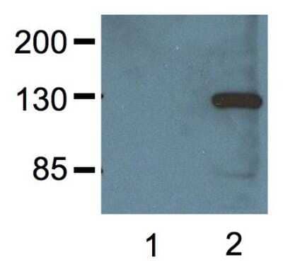 Western Blot: V5 Epitope Tag Antibody (E10/V4RR) [NBP2-37825] - Analysis of 1:1000 (1ug/mL) Ab dilution probed against HEK293 cells transfected with V5-tagged protein vector; untransfected (1) and transfected (2).