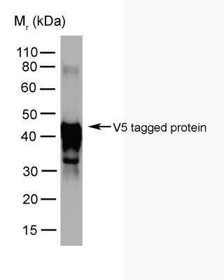 Western Blot: V5 Epitope Tag Antibody (SV5-Pk5) [NBP1-80562] - V5 tagged protein detected with Mouse anti V5-tag.