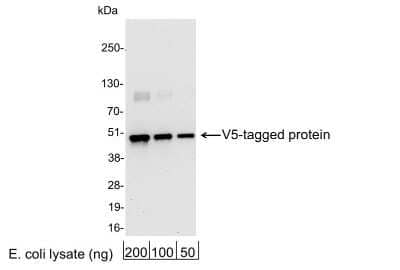 Western Blot: V5 Epitope Tag Antibody [NB600-379] - 200, 100, or 50 ng of E. coli whole cell lysate expressing a multi-tag fusion protein. Antibody used at 0.2 ug/ml (1:5,000).