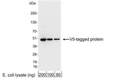 Western Blot: V5 Epitope Tag Antibody [NB600-383] - 200, 100, or 50 ng of E. coli whole cell lysate expressing a multi-tag fusion protein. Antibody used at 0.04 ug/ml (1:25,000).