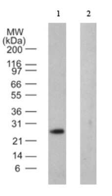 Western Blot: VABP Antibody (6C239.4) - Azide and BSA Free [NBP2-81004] - Analysis of VABP in 1) transfected 293T cells from Abnova and 2) untransfected 293T cells using NBP2-24876 at 2 ug/ml. Image from the standard format of this antibody.