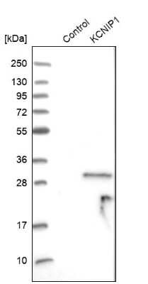 Western Blot: VABP Antibody [NBP1-81560] - Analysis in control (vector only transfected HEK293T lysate) and KCNIP1 over-expression lysate (Co-expressed with a C-terminal myc-DDK tag (3.1 kDa) in mammalian HEK293T cells).