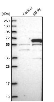 Western Blot: VAM1 Antibody [NBP1-87364] - Analysis in control (vector only transfected HEK293T lysate) and MPP6 over-expression lysate (Co-expressed with a C-terminal myc-DDK tag (3.1 kDa) in mammalian HEK293T cells).