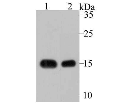 Western Blot: VAMP-1 Antibody (JG40-19) [NBP2-76877] - Western blot analysis of VAMP1 on different tissue lysates using anti-VAMP1 antibody at 1/2,000 dilution.Positive control:Lane 1: Mouse cerebellumLane 2: Rat brain