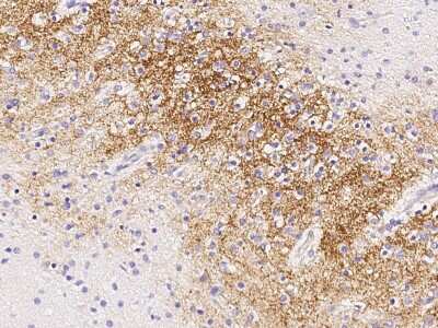 Immunohistochemistry-Paraffin: VAMP-2 Antibody [NBP2-99076] - Immunochemical staining of human VAMP-2 in human brain with rabbit polyclonal antibody (1:1000, formalin-fixed paraffin embedded sections).