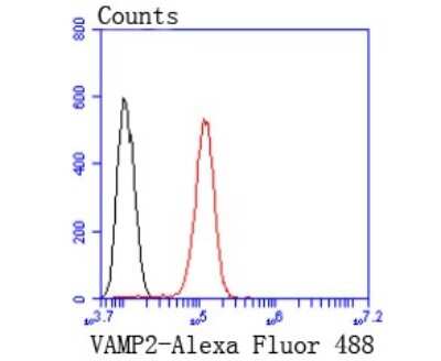 Flow Cytometry: VAMP-2 Antibody (JM11-00) [NBP2-66774] - Flow cytometric analysis of SH-SY5Y cells with VAMP-2 antibody at 1/50 dilution (red) compared with an unlabeled control (cells without incubation with primary antibody; black). Alexa Fluor 488-conjugated goat anti rabbit IgG was used as the secondary antibody.