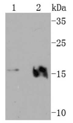 Western Blot: VAMP-2 Antibody (JM11-00) [NBP2-66774] - Analysis of VAMP2 on different cell lysates using anti-VAMP2 antibody at 1/1,000 dilution. Positive control: Lane 1: SH-SY5Y Lane 2: Jurkat