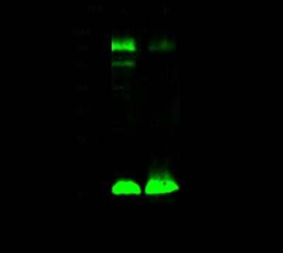 Western Blot: VAMP-2 Antibody [NBP2-99076] - Anti-VAMP-2 rabbit polyclonal antibody at 1:500 dilution. Lane A: Rat brain Whole Cell Lysate. Lane B: Mouse brain Whole Cell Lysate. Lysates/proteins at 30 ug per lane. Secondary Goat Anti- Rabbit IgG H&L (Dylight 800) at 1/10000 dilution. Developed using the Odyssey technique. Performed under reducing conditions. Predicted band size: 13 kDa. Observed band size: 17 kDa (We are unsure as to the identity of these extra bands).