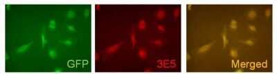 Immunocytochemistry/Immunofluorescence: VAMP-5 Antibody (3E5) [NBP3-13515] - ICC/IF analysis of pLEGFP-C1-hV5p transfected HeLa cells using NBP3-13515 VAMP-5 antibody [3E5]. Red : Primary antibody