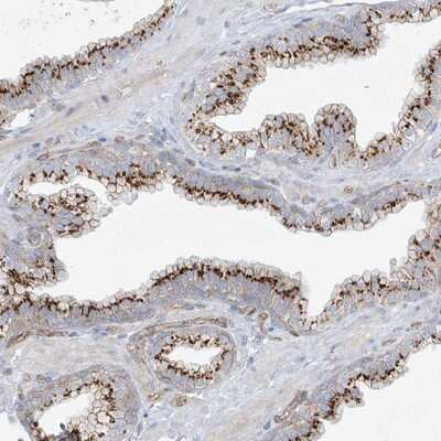 Immunohistochemistry-Paraffin VAMP-5 Antibody - BSA Free