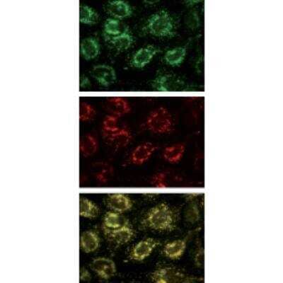 <b>Independent Antibodies Validation. </b>Immunocytochemistry/Immunofluorescence: VAMP-7 Antibody (158.2) [NBP1-07118] - Staining of MDCK cells (red). GFP-Tagged human Ti-VAMP (green) and merge (yellow).