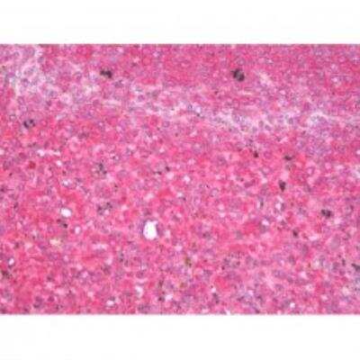 Immunohistochemistry-Paraffin: VAMP-7 Antibody (158.2) [NBP1-07118] - Staining of human spleen.