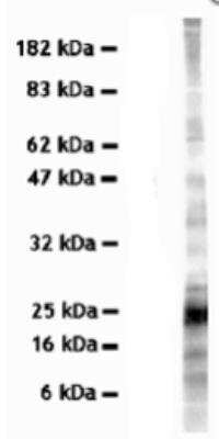 Western Blot: VAMP-7 Antibody (158.2) [NBP1-07118] - Analysis of rat brain extract.
