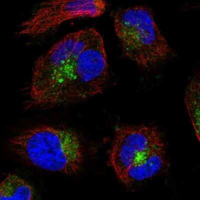 Immunocytochemistry/Immunofluorescence: VAMP-7 Antibody [NBP1-80709] - Immunofluorescent staining of human cell line U-251 MG shows localization to vesicles. Antibody staining is shown in green.