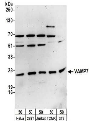<b>Biological Strategies Validation and Genetic Strategies Validation.</b>Western Blot: VAMP-7 Antibody [NBP2-32232] - Samples:  Whole cell lysate (50 ug) from HeLa, 293T, Jurkat, mouse TCMK-1, and mouse NIH3T3 cells. Antibodies:  Affinity purified rabbit anti-VAMP7 antibody NBP2-32232 used for WB at 0.1 ug/ml.  Detection: Chemiluminescence with an exposure time of 3 minutes.