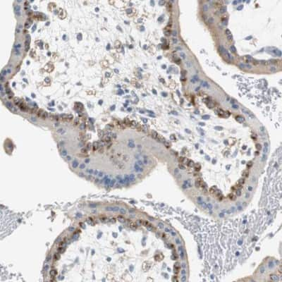 Immunohistochemistry-Paraffin: VAMP-8 Antibody [NBP1-84013] - Staining of human placenta shows high expression.