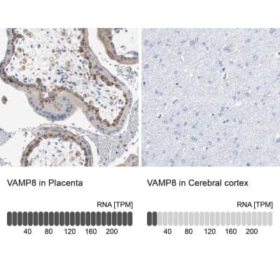 Immunohistochemistry-Paraffin VAMP-8 Antibody