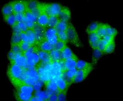 Immunocytochemistry/Immunofluorescence: VAMP-8 Antibody (JF0963) [NBP2-66777] - Staining VAMP8 in 293T cells (green). The nuclear counter stain is DAPI (blue). Cells were fixed in paraformaldehyde, permeabilised with 0.25% Triton X100/PBS.