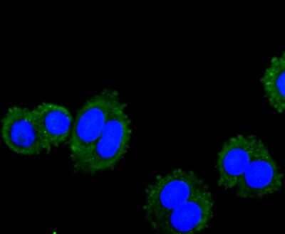 Immunocytochemistry/Immunofluorescence: VAMP-8 Antibody (JF0963) [NBP2-66777] - Staining VAMP8 in SW480 cells (green). The nuclear counter stain is DAPI (blue). Cells were fixed in paraformaldehyde, permeabilised with 0.25% Triton X100/PBS.