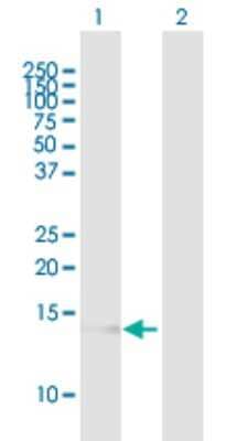 Western Blot: VAMP-8 Antibody [H00008673-B01P] - Analysis of VAMP8 expression in transfected 293T cell line by VAMP8 polyclonal antibody.  Lane 1: VAMP8 transfected lysate(11 KDa). Lane 2: Non-transfected lysate.