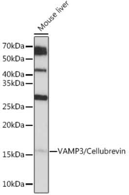 Western Blot: VAMP3/Cellubrevin Antibody (2H8R8) [NBP3-16705] - Analysis of extracts of Mouse liver, using VAMP3/VAMP3/Cellubrevin Rabbit mAb (NBP3-16705) at 1:1000 dilution. Secondary antibody: HRP Goat Anti-Rabbit IgG (H+L) at 1:10000 dilution. Lysates/proteins: 25ug per lane. Blocking buffer: 3% nonfat dry milk in TBST. Detection: ECL Basic Kit. Exposure time: 60s.