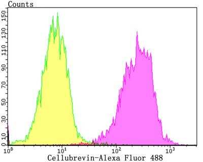 Flow Cytometry: VAMP3/Cellubrevin Antibody (JG36-31) [NBP2-76983] - Flow cytometric analysis of Siha cells with Cellubrevin antibody at 1/100 dilution (yellow) compared with an unlabelled control (cells without incubation with primary antibody; purple).Alexa Fluor 488-conjugated goat anti-rabbit IgG was used as the secondary antibody.