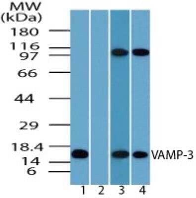 Western Blot: VAMP3/Cellubrevin Antibody [NBP2-24480] - analysis of VAMP-3 in human brain lysate in the 1) absence and 2) presence of immunizing peptide 3) mouse brain and 4) rat brain using this antibody. 0 ug/ml.