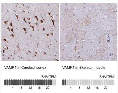 <b>Orthogonal Strategies Validation. </b>Immunohistochemistry-Paraffin: VAMP4 Antibody [NBP2-13512] - Analysis in human cerebral cortex and skeletal muscle tissues. Corresponding VAMP4 RNA-seq data are presented for the same tissues.