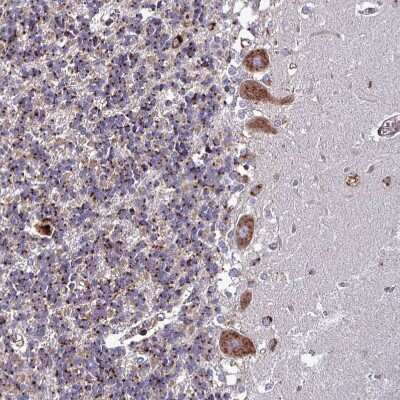 Immunohistochemistry-Paraffin: VAMP4 Antibody [NBP2-13512] - Staining of human cerebellum shows moderate granular cytoplasmic positivity in Purkinje cells.