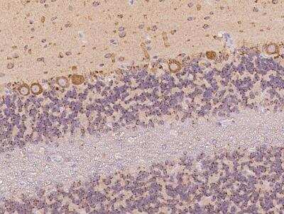 Immunohistochemistry-Paraffin: VAMP4 Antibody [NBP3-05918] - Staining of human VAMP4 in cynomolgus cerebellum with rabbit polyclonal antibody at 1:100 dilution.