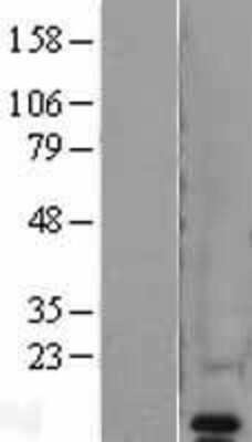 Western Blot VAMP-8 Overexpression Lysate