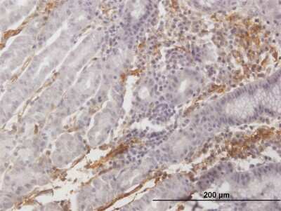 Immunohistochemistry-Paraffin: VAP-1/AOC3 Antibody [H00008639-B01P] - Analysis of purified antibody to AOC3 on formalin-fixed paraffin-embedded human stomach. (antibody concentration 3 ug/ml)