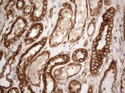 Immunohistochemistry: VAP-A Antibody (10E10) [NBP2-46319] - Analysis of Human Kidney tissue. (Heat-induced epitope retrieval by 1mM EDTA in 10mM Tris buffer (pH8.5) at 120C for 3 min)