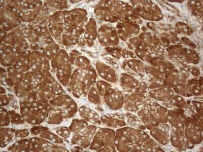 Immunohistochemistry: VAP-A Antibody (10E10) [NBP2-46319] - Analysis of Human pancreas tissue. (Heat-induced epitope retrieval by 1mM EDTA in 10mM Tris buffer (pH8.5) at 120C for 3 min)