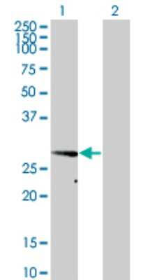 Western Blot: VAP-A Antibody (4C12) [H00009218-M01] - Analysis of VAPA expression in transfected 293T cell line by VAPA monoclonal antibody (M01), clone 4C12.Lane 1: VAPA transfected lysate(27.3 KDa).Lane 2: Non-transfected lysate.