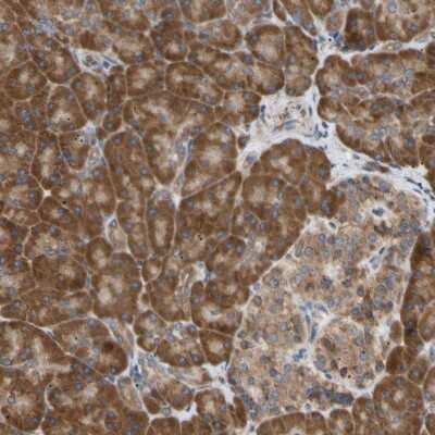 Immunohistochemistry-Paraffin: VAP-A Antibody [NBP1-83132] - Staining of human pancreas shows strong cytoplasmic positivity in exocrine glandular cells.