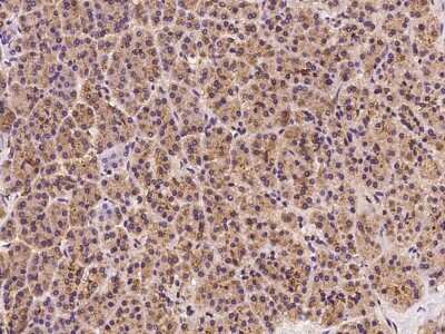 Immunohistochemistry-Paraffin: VAP-A Antibody [NBP2-97848] - Immunochemical staining of human VAP-A in human pancreas with rabbit polyclonal antibody at 1:100 dilution, formalin-fixed paraffin embedded sections.