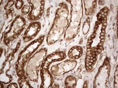 Immunohistochemistry: VAP-A Antibody (OTI10E10) - Azide and BSA Free [NBP2-74825] - Analysis of Human Kidney tissue. (Heat-induced epitope retrieval by 1mM EDTA in 10mM Tris buffer (pH8.5) at 120C for 3 min)