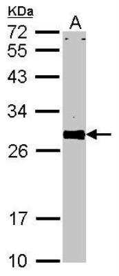 Western Blot: VAP-A Antibody [NBP1-31237] - Analysis of antibody on A:NIH-3T3 12% SDS PAGE diluted at 1:1000