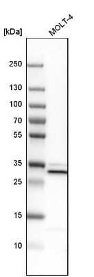 Western Blot: VAP-A Antibody [NBP1-83132] - Analysis in human cell line MOLT-4.