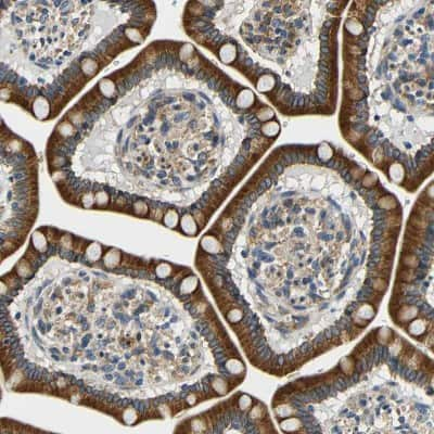 Immunohistochemistry-Paraffin: VAP-B Antibody [NBP1-89112] - Staining of human small intestine shows strong cytoplasmic positivity in glandular cells.