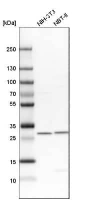 Western Blot: VAP-B Antibody [NBP1-89112] - Analysis in mouse cell line NIH-3T3 and rat cell line NBT-II.