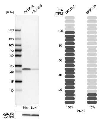 Western Blot: VAP-B Antibody [NBP1-89112] - Analysis in human cell lines Caco-2 and HEK293 using anti-VAPB antibody. Corresponding VAPB RNA-seq data are presented for the same cell lines. Loading control: anti-COX4I1.