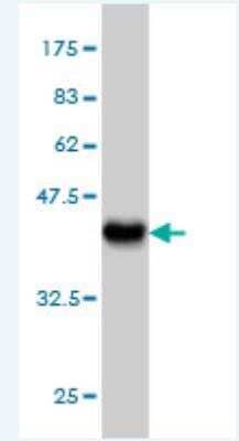 Western Blot: VARS Antibody (4B7) [H00007407-M01] - Detection against Immunogen (37.73 KDa) .