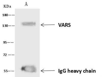 Immunoprecipitation: VARS Antibody [NBP3-05970] - Lane A:0.5 mg HepG2 Whole Cell Lysate4 uL anti-VARS rabbit polyclonal antibody and 60 ug of Immunomagnetic beads Protein A/G.Primary antibody:Anti-VARS rabbit polyclonal antibody,at 1:100 dilution Secondary antibody:Goat Anti-Rabbit IgG (H+L)/HRP at 1/10000 dilutionDeveloped using the ECL technique.Performed under reducing conditions.Predicted band size: 140 kDaObserved band size :140 kDa